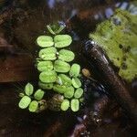 Salvinia natans Leaf