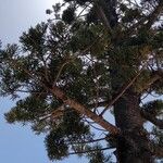 Araucaria cunninghamii Folha