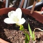 Freesia leichtlinii Flower