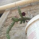 Huernia macrocarpa Flower