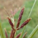 Cyperus longus Virág