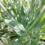 Silene coronaria Leaf