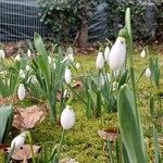 Galanthus nivalisBlad