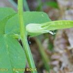 Vicia laeta 其他