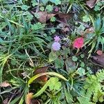 Persicaria capitataFlower