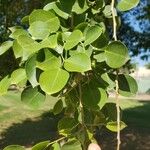 Dalbergia sissoo Leaf