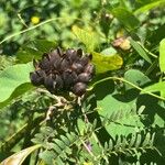 Camonea umbellata Frutto