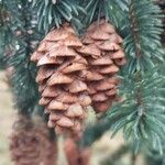 Picea engelmannii Плод