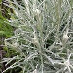 Helichrysum italicum Blatt