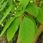 Sassafras albidum Leaf