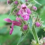 Stachys sylvatica Blomst