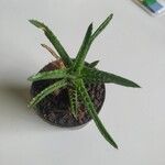 Aloe juvennaLeaf