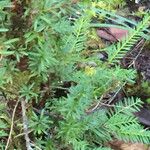 Taxus brevifolia Habitus