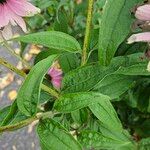 Echinacea purpurea ഇല