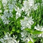 Ornithogalum nutans Flower