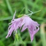 Dianthus hyssopifoliusFlower