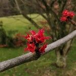 Brachychiton bidwillii Цвят