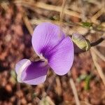 Vigna frutescens Blomma