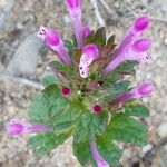 Lamium amplexicaule花