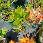 Rhododendron calendulaceum Blatt