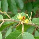 Guazuma ulmifolia Flor
