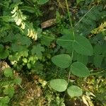 Vicia pisiformis Hoja