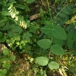 Vicia pisiformis Leaf