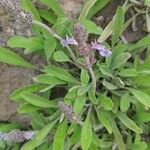 Salvia sonomensis 葉