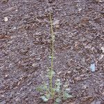 Nepeta ciliaris Floare