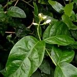 Jasminum sambac Blad