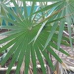 Coccothrinax miraguama Leaf