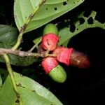 Mespilodaphne macrophylla Fruit