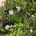 Kalmia procumbens 形态