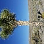 Yucca elata Bark