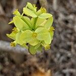 Euphorbia regis-jubae Flor