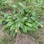 Silene latifolia Blatt