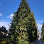 Sciadopitys verticillata Libunga