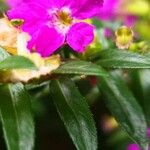 Cuphea hookeriana Floare