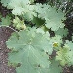 Macleaya cordata Leaf