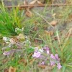 Tulbaghia violacea Frugt