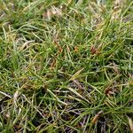 Carex parvula