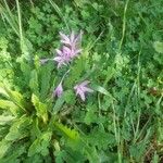 Colchicum cupanii 花