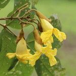 Markhamia obtusifolia Flower