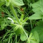 Salvia viridis Fruit