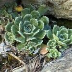 Saxifraga paniculata Habitus