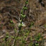 Sideritis arborescens 花