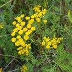 Tanacetum vulgare Flower