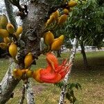 Castanospermum australe Квітка