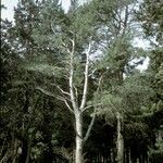 Pinus bungeana Habitat