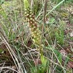 Orchis anthropophoraKvět